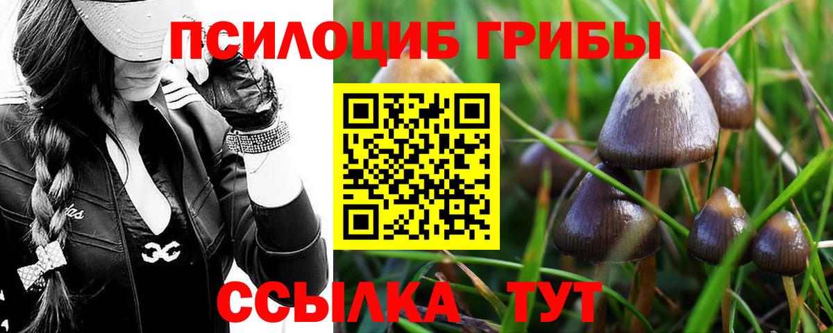 Псилоцибиновые грибы Cubensis Йошкар-Ола